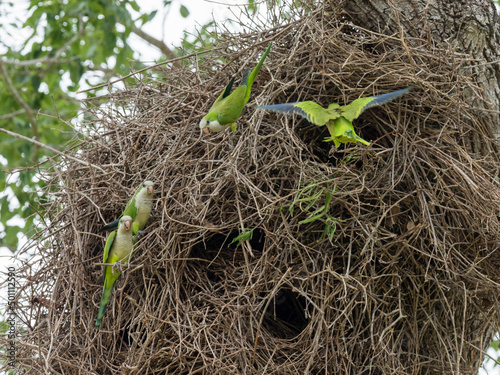 Adult monk parakeets (Myiopsitta monachus), in a communal nest, Mata Grosso, Pantanal photo