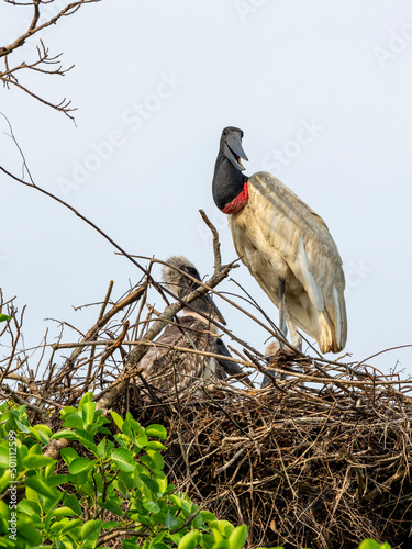 Adult jabiru stork (Jabiru mycteria), on a nest near Pouso Allegre, Mata Grosso, Pantanal photo