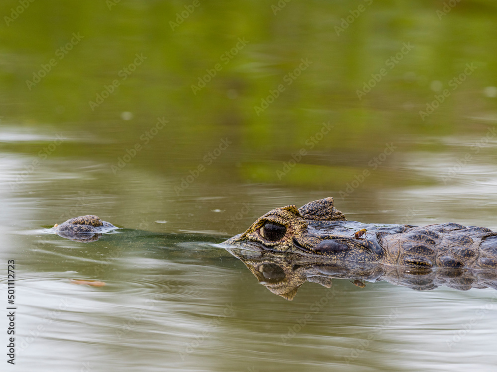 A young jacare caiman (Caiman yacare), swimming in the Rio Tres Irmao, Mato Grosso, Pantanal A young jacare caiman (Caiman yacare), swimming in the Rio Tres Irmao, Mato Grosso, Pantanal