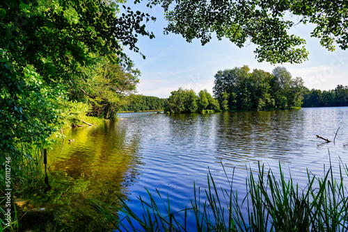 Lake Amts surrounded by forest, Biosphere reserve Schorfheide-Chorin, Brandenburg, Germany photo