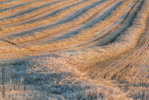 Valokuva Several straw swaths, with wheat stubble in between