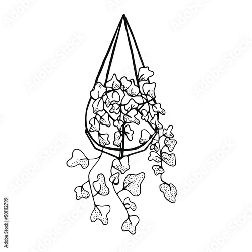 Sketch hanging plant Hedera helix.  Liner contour. Vector illustration  on a white background. For web; print; interior and infographics.