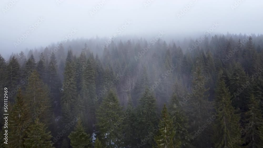 Aerial drone view of forest and fog. Misty forest. Mountain landscape at cloudy day in winter. Green pine trees, view from above. Aerial drone view of forest and fog. Misty forest. Mountain landscape at cloudy day in winter. Green pine trees, view from above.