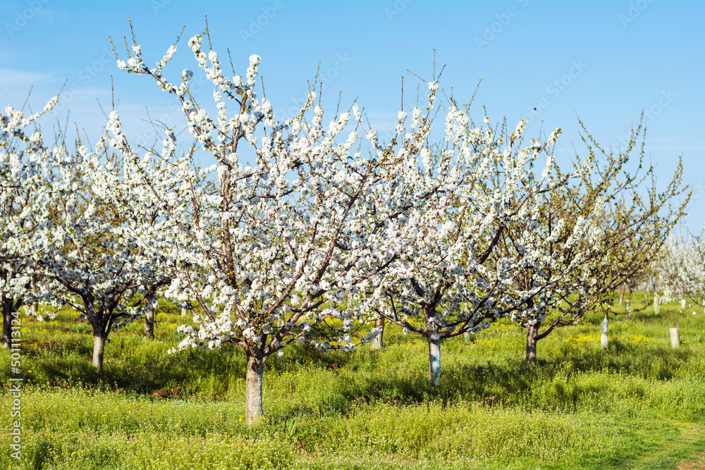 Blooming Cherry Trees in a Row .Cherry Garden in the Spring in Bulgaria Blooming Cherry Trees in a Row .Cherry Garden in the Spring in Bulgaria