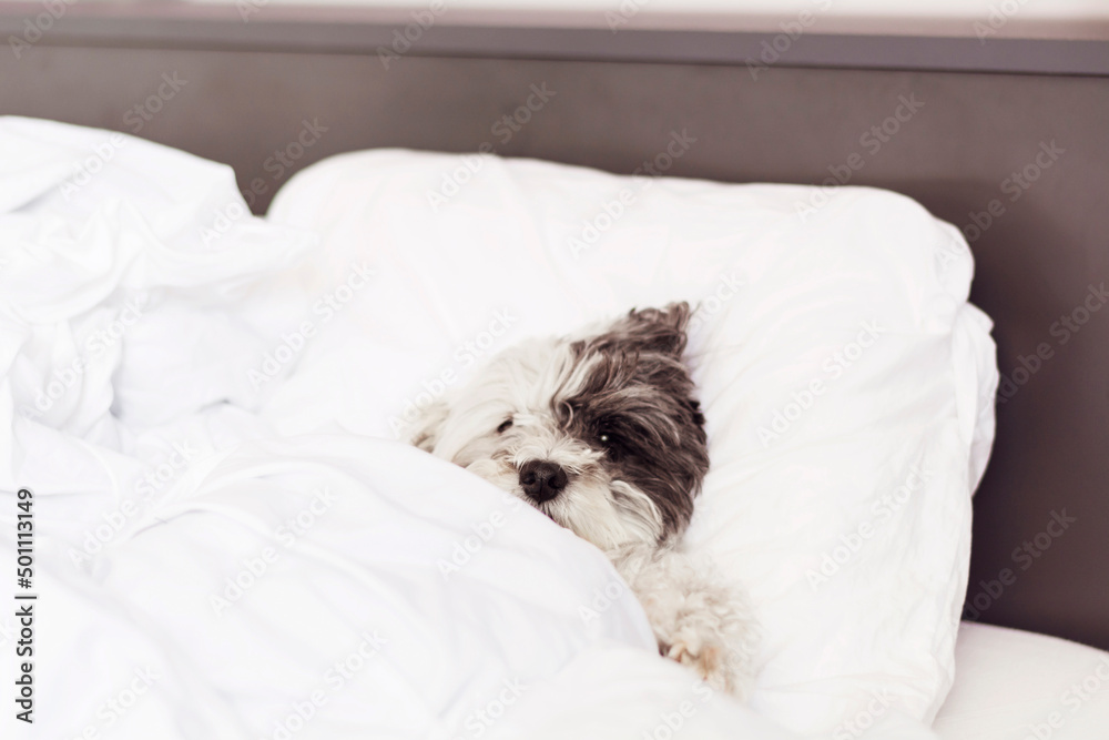 White Havanese Dog Sleeping in a Human Bed White Havanese Dog Sleeping in a Human Bed