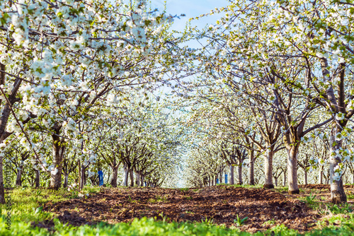 Blooming Cherry Trees in a Row .Cherry Garden in the Spring in Bulgaria