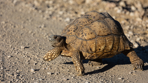leopard tortoise on the move