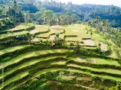 Rice terraces, Bali, Indonesia. Aerial drone view.