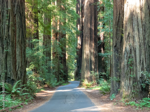 Road through the redwoods, Avenue of Giants, Humboldt Redwoods State Park, California, United States of America photo