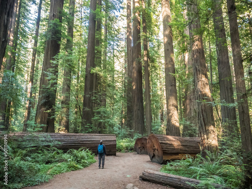 Hiker in a redwood grove on the Avenue of Giants, Humboldt Redwoods State Park, California, United States of America photo
