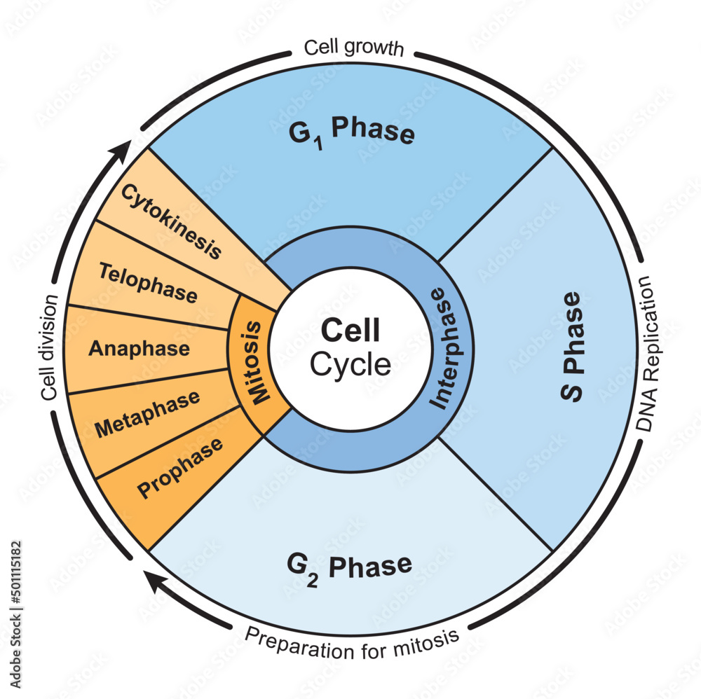 Cell Cycle Colorful Designing Mitosis And Interphase Cycle Vector Cell Cycle Colorful Designing Mitosis And Interphase Cycle Vector