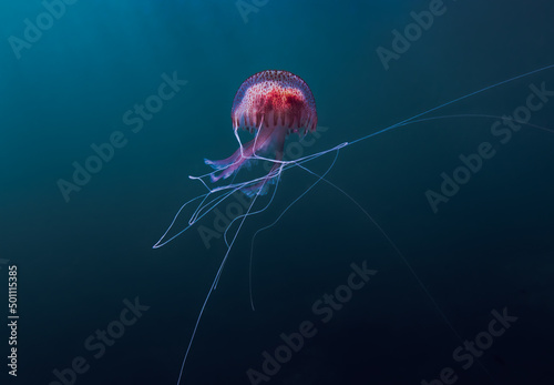 Paisaje acuatico con medusa