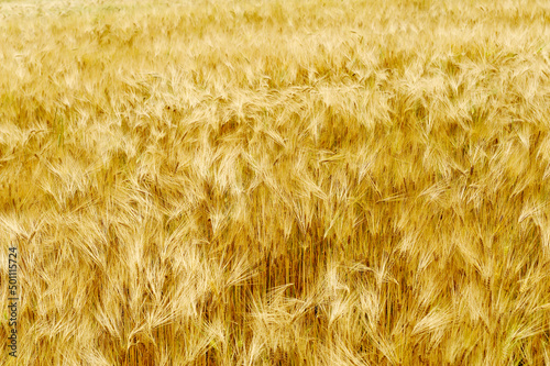 Gelber Weizen im Spätsommer