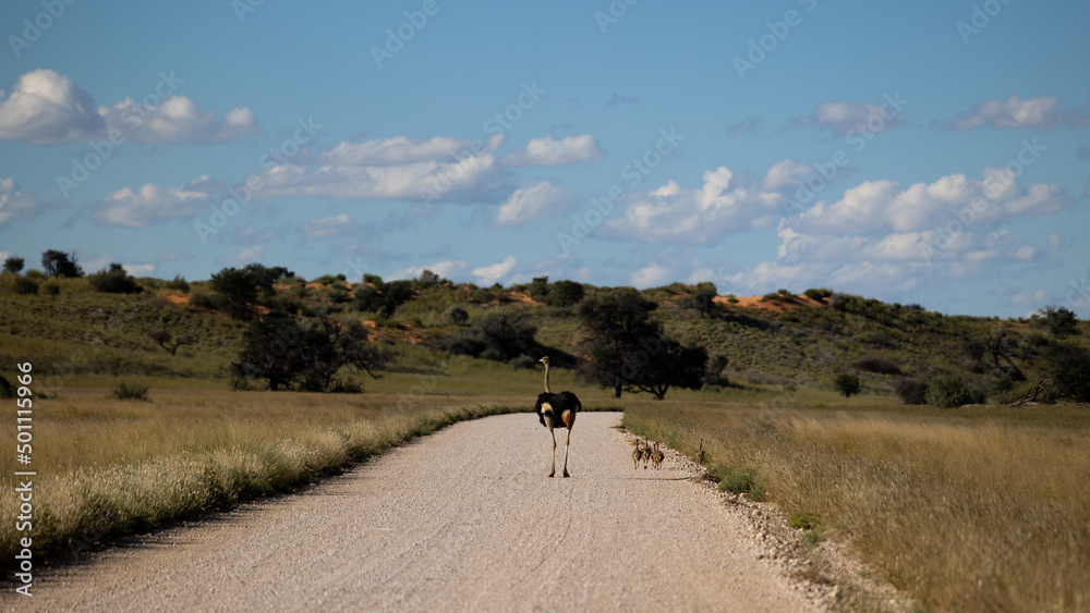 An ostrich male with chicks on the road
