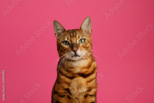 Fototapeta Naklejka Na Ścianę i Meble -  The cat is isolated on a plain pink background looking at the camera