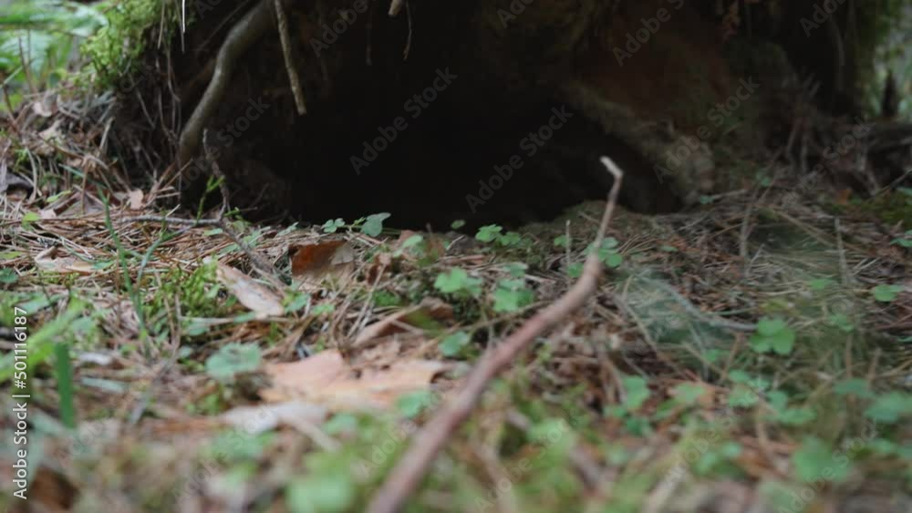 Burrow of an animal in the forest, close-up. Burrow of an animal in the forest, close-up.