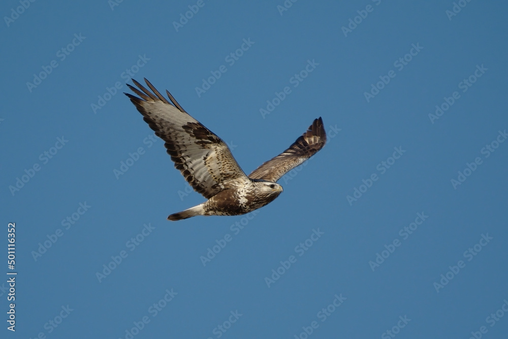 Rough-legged buzzard (Buteo lagopus) flying in spring. Rough-legged buzzard (Buteo lagopus) flying in spring.