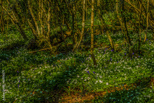 Wood Anemone - Anemone nemorosa