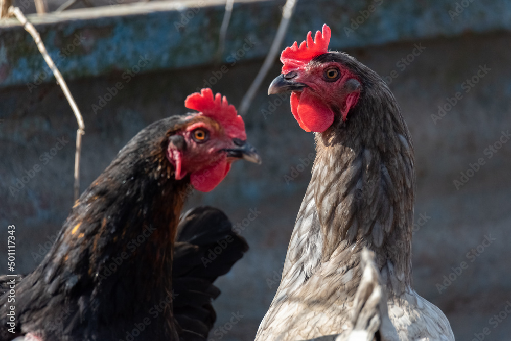 Close-up free range hens. Birds isolated against a blurred background. Poultry farming in the countryside.
