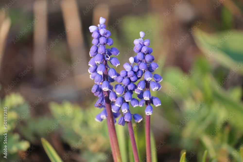 Flowering Armenian grape hyacinth (Muscari armeniacum) in garden Flowering Armenian grape hyacinth (Muscari armeniacum) in garden