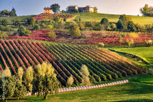 Autumn countryside landscape with a hill full of colored vineyards and a small house on top, Castelvetro di Modena, Emilia Romagna