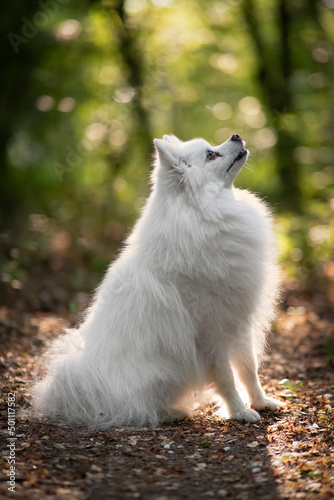Side view of white spitz dog looking upward at sunset
