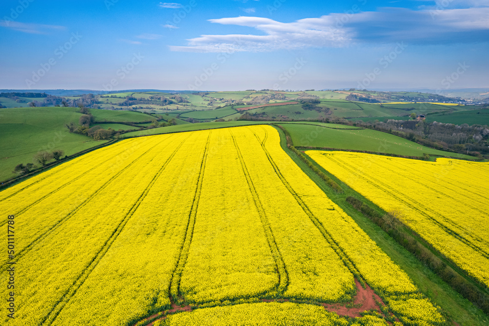 Obraz premium Panorama over Farmlands and Rapeseed fields from a drone, Devon, England
