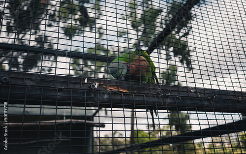 Vászonkép Brid in an aviary