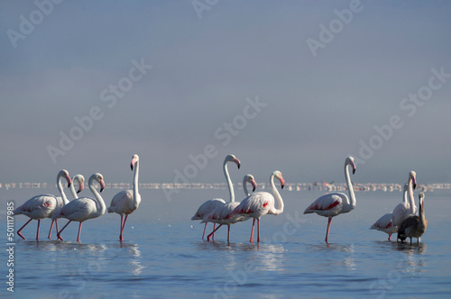 African birds. Flock of pink african flamingos walking around the blue lagoon on the background of bright sky on a sunny day.