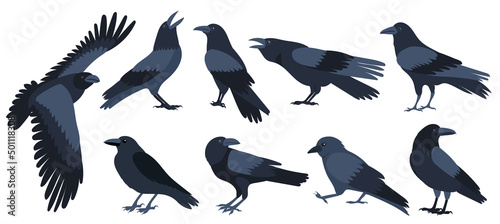 crow set flat design , isolated on white background, vector