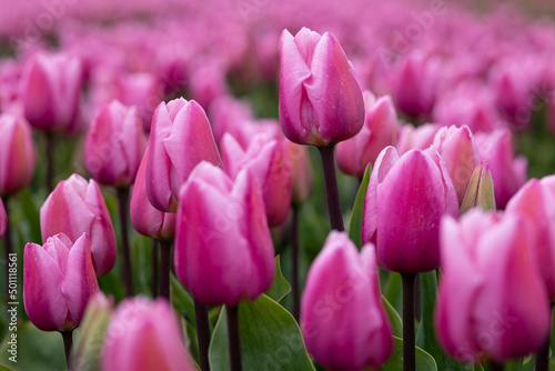 Blooming bright pink white tulip field in the Netherlands  North Holland  macro close up