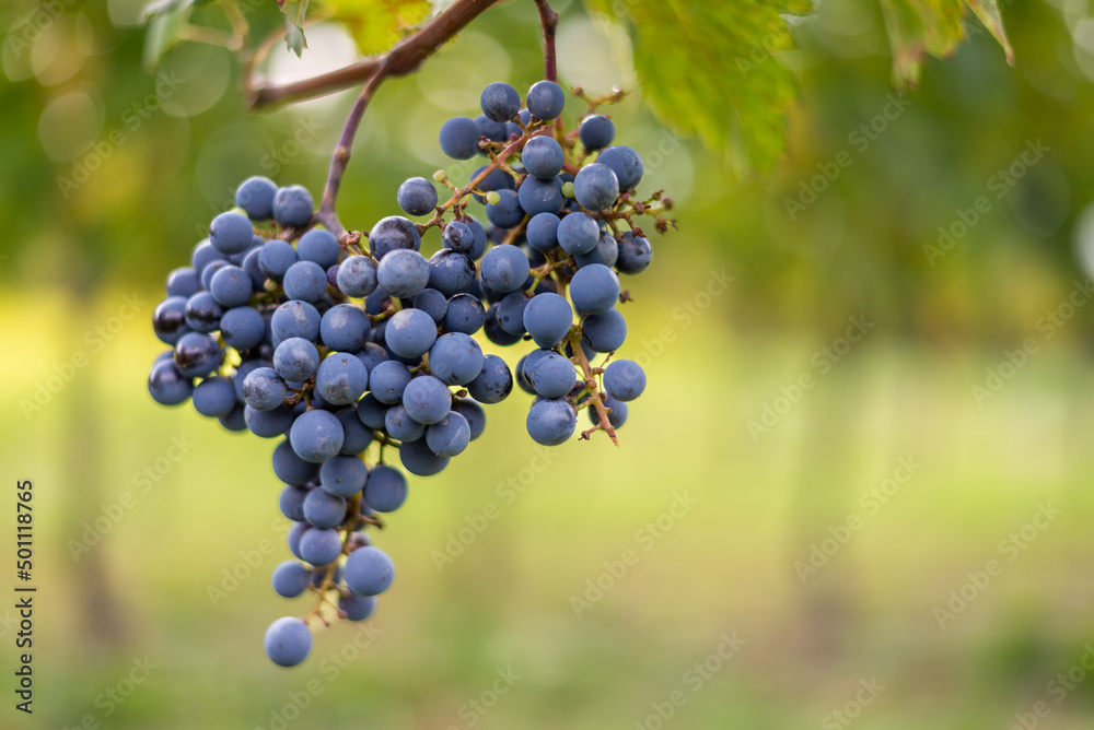 Blue vine grapes in the vineyard. Cabernet Franc grapes for making red wine in the harvesting. Blue vine grapes in the vineyard. Cabernet Franc grapes for making red wine in the harvesting.