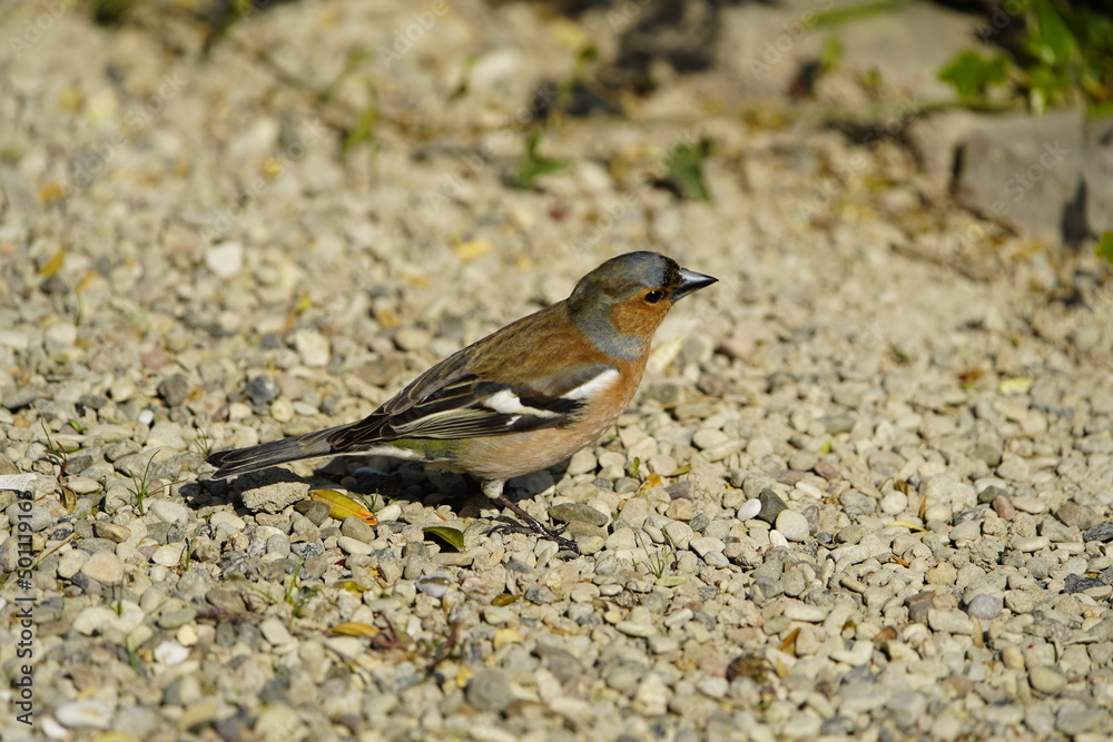 Common chaffinch male (Fringilla coelebs) Fringillidae family. Hanover, Germany. Common chaffinch male (Fringilla coelebs) Fringillidae family. Hanover, Germany.
