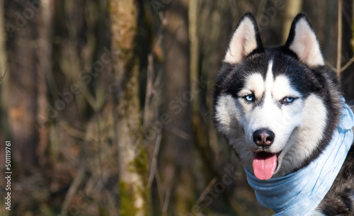 Husky portrait. A dog with blue eyes and a blue scarf. Husky in the forest. Dog muzzle close-up. There is space for text © dewessa