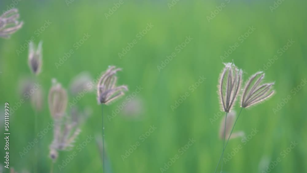 reeds grass flowers in the meadow green field with the wind breeze reeds grass flowers in the meadow green field with the wind breeze