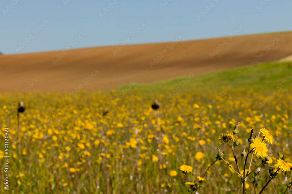 Fototapeta premium colline dell'Umbria,Italia