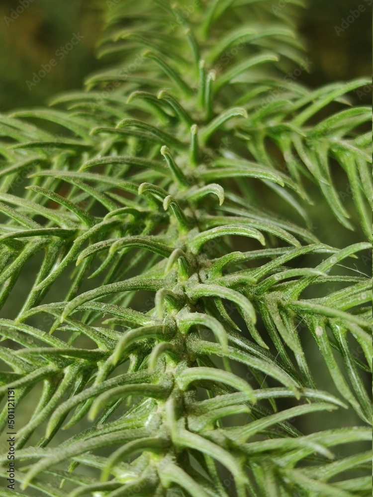 close up of a needles close up of a needles