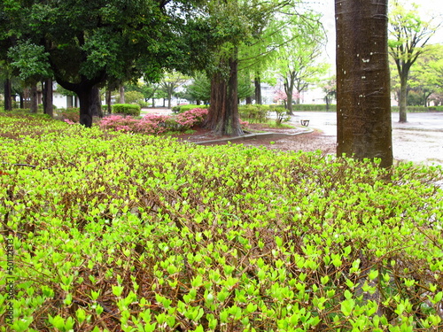 春雨に濡れる若葉の満天星躑躅のある公園風景