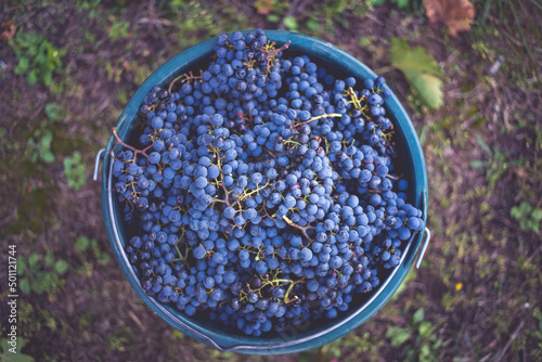 Bucket of grapes during the picking in the vineyard