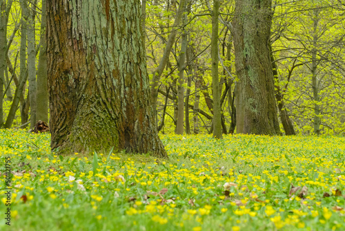 Fototapeta Naklejka Na Ścianę i Meble -  spring meadow with yellow flowers
