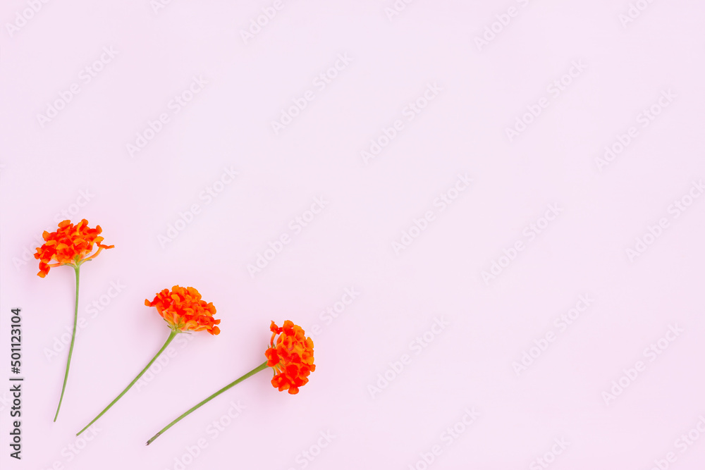 Obraz premium Lantana camara flowers on pink background