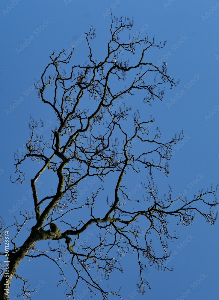 Branchages d'hiver sur fond de ciel bleu. Branchages d'hiver sur fond de ciel bleu.