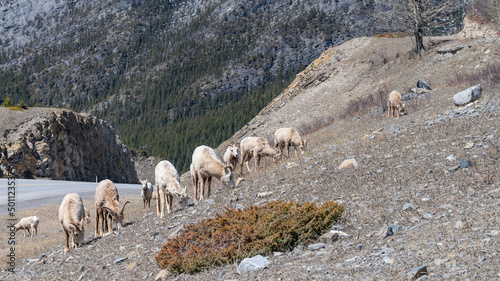 A herd of bighorn sheep (Ovis canadensis) grazing beside the highway near Exshaw, Alberta, Canada