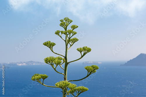 Agave americana plant grows against blue sea.