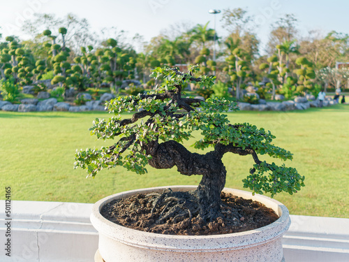 Foto Ebony bonsai tree is in the  terrazzo ceramic pot with green field and bending trees in the background