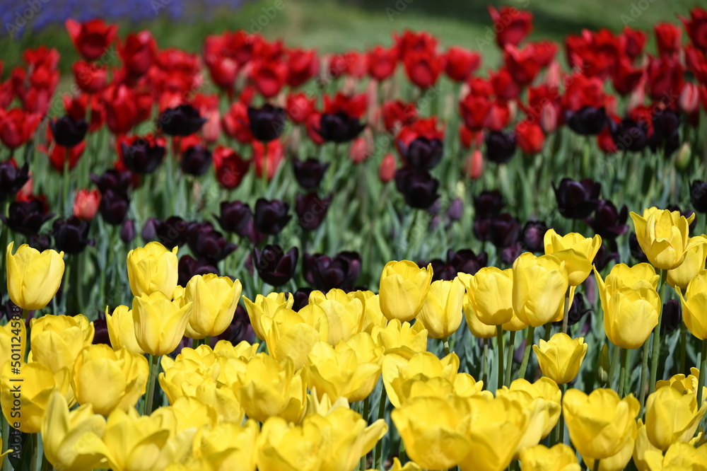Red, bunguny, yellow tulips, flowers in the garden, texture, background Red, bunguny, yellow tulips, flowers in the garden, texture, background