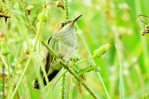 Beija flor de orelha violeta - colibri serrirostris - filhote  photo