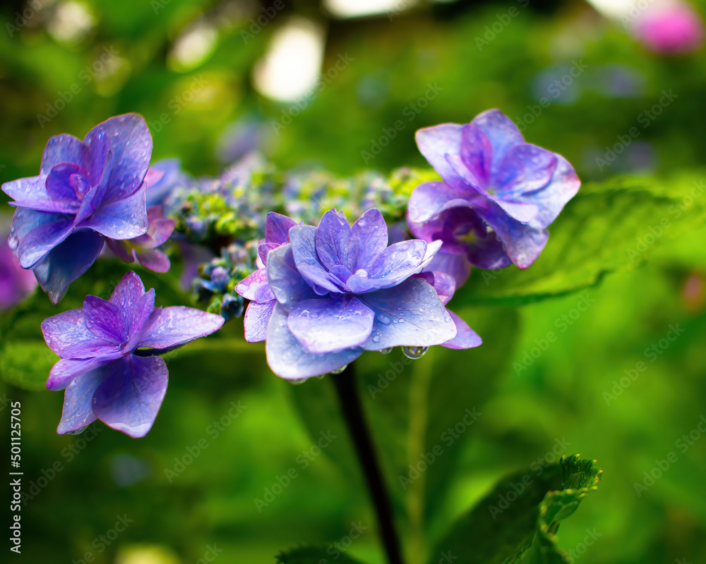 Beautiful blue lacecap hydrangea in a rainy day. Flower in bloom in June. Beautiful blue lacecap hydrangea in a rainy day. Flower in bloom in June.