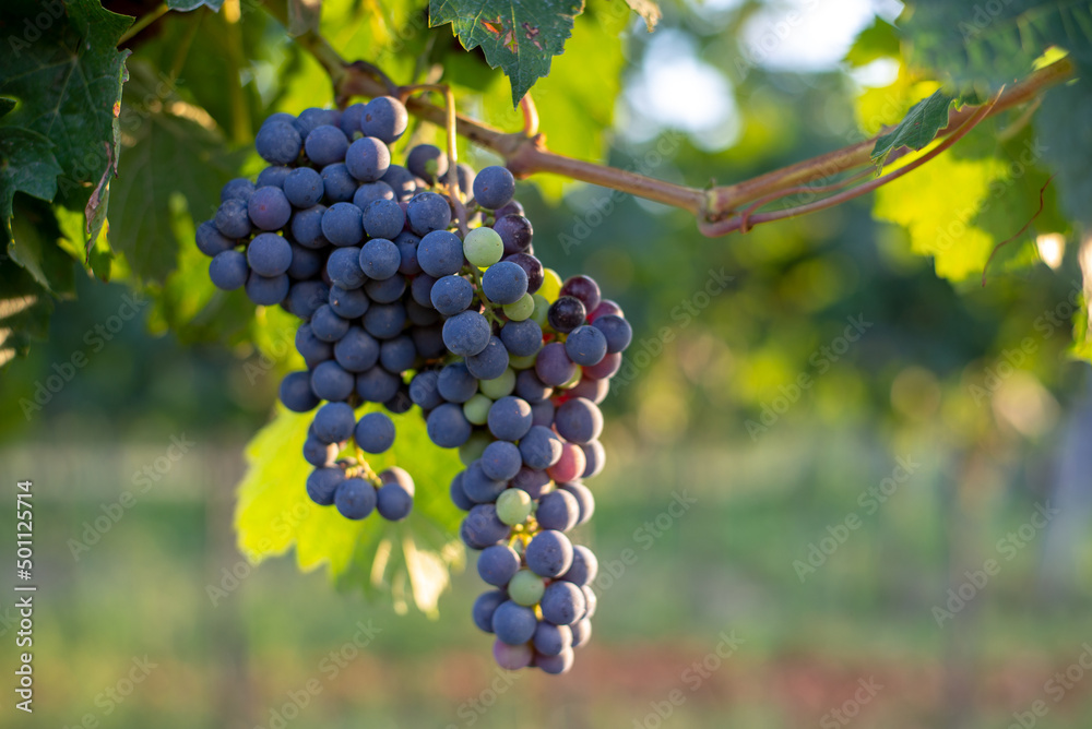 Fototapeta premium Unripe blue vine grapes in the vineyard. Cabernet Franc grapes for making red wine in summer.