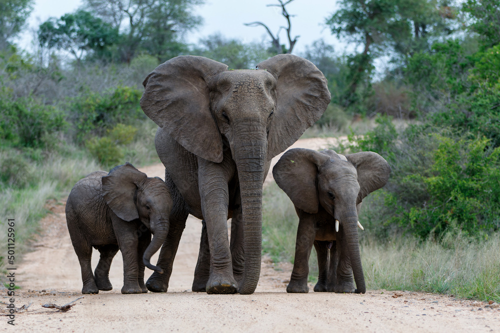 Elephant herd in the Kruger National Park in South Africa